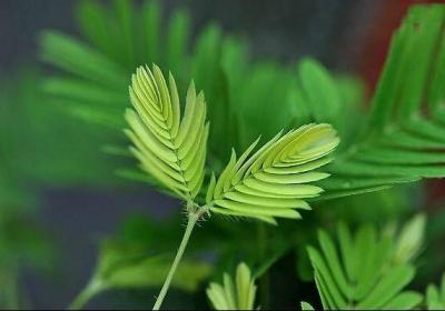 含羞草的风水学作用