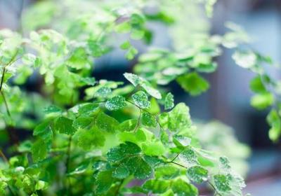 雾霾天气,你家里养吸毒植物了吗？