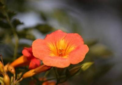 家里养凌霄花有哪些好处
