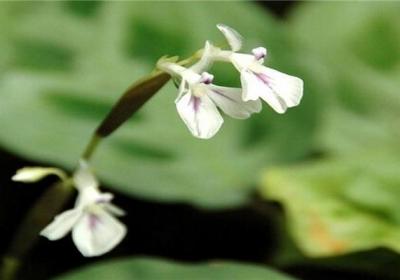 孔雀竹芋开花开花代表什么