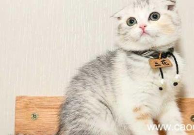 郑振铎猫主要内容概括 猫郑振铎全文概括
