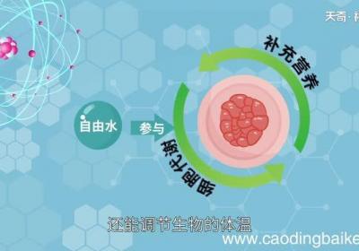 自由水的生理作用 自由水有哪些生理作用