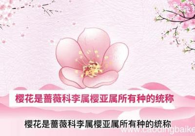 樱花的意思 樱花的解释