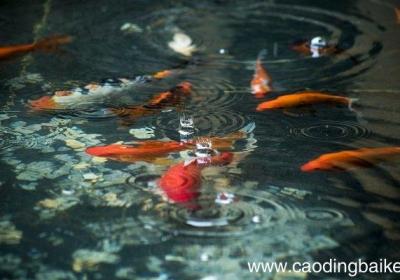 不同材料构成的物体在水中的沉浮有什么规律 不同材料构成的物体在水中的沉浮的规律