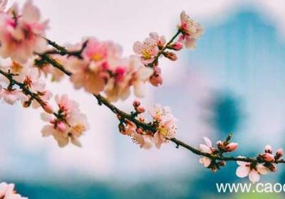 十里桃花的下一句是什么十里桃花的上一句是什么