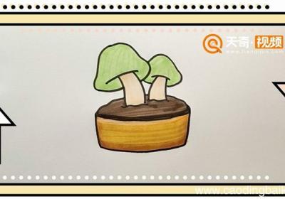 菌类盆栽简笔画