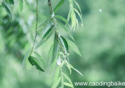 三衢道中描写的季节是什么季节 三衢道中描写的季节是什么