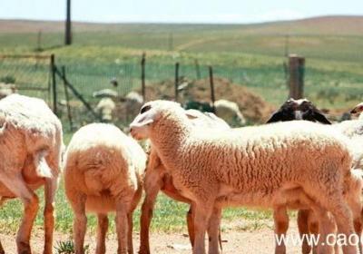 lanawool 什么面料 woollana是什么面料