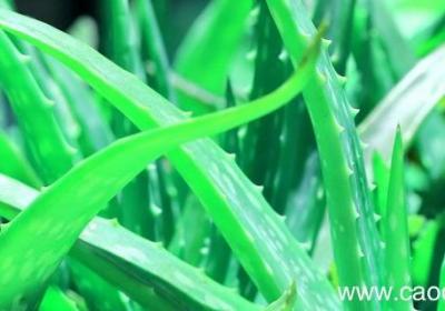 植物医生护肤品孕妇可以用吗 植物医生哪款适合孕妇