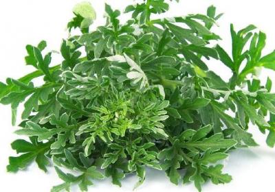 吃茼蒿可以治疗咳嗽吗 挥发油治愈局部炎症解除咽喉部痒感