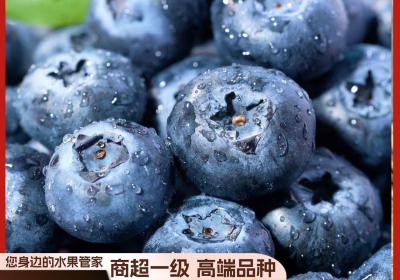 沃耶进口蓝莓18mm大果
