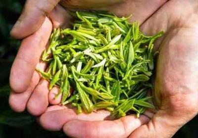 清莲与青莲的区别 清莲与青莲有什么区别