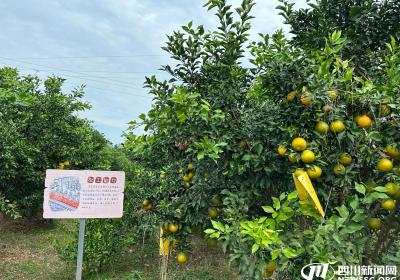 品牌价值近40亿！资阳雁江蜜柑5倍跨越跻身全国柑橘产业36强