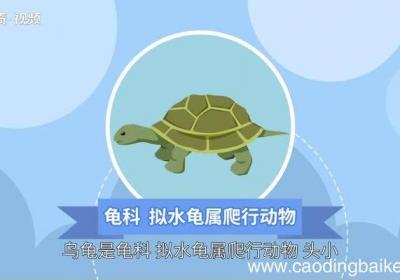 乌龟的意思 乌龟的意思是什么