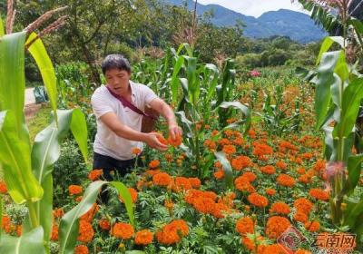 云南永德：千亩花海成就增收致富路