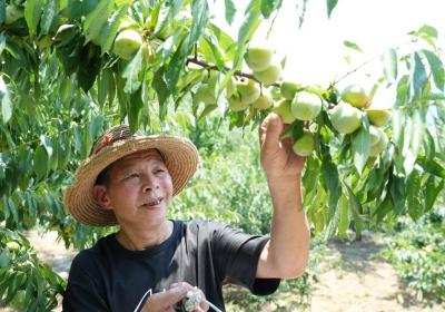 记者手记：乡村产业振兴，巫山脆李为什么行？