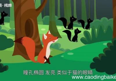 狐狸的意思 狐狸的意思是什么