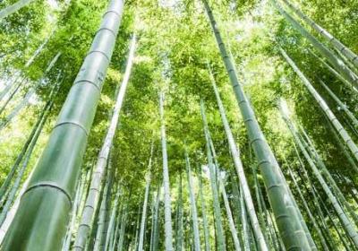 北风吹过竹林发出什么声音 风儿吹过竹林发出什么声音