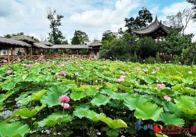 云南曲靖：水乡荷韵“圈粉”避暑旅居客