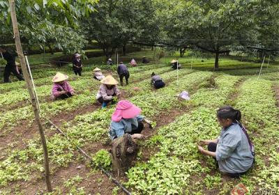 云南凤庆县郭大寨乡：把山林建成“绿色银行”
