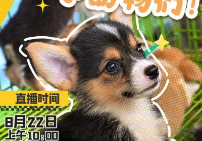 直播预告｜一起逛农博！寻找农博会上可爱的小动物们！