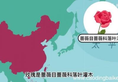 玫瑰的意思 玫瑰的意思是什么