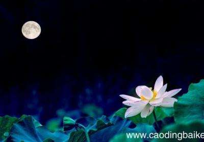 月杜甫赏析月杜甫的赏析是怎样的