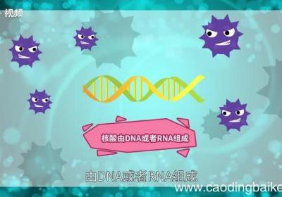 病毒的主要化学成分是什么 病毒的组成成分是什么