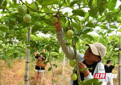 农民丰收| 湖南常宁：百香果香飘迎丰收
