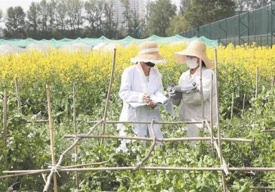 【经济聚焦】高原“种业考官”：为植物新品种验明身份