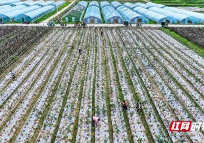 湖南新田：秋日蔬菜管护忙组图