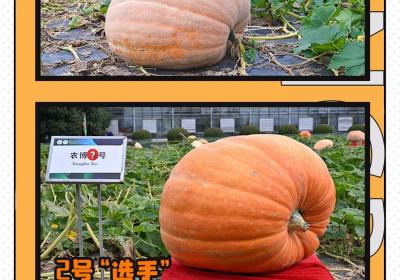 快来啊！动动手指赢农博会门票啦！