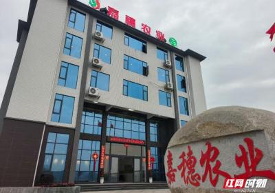 湘村企示录②丨台九结嘉穗 嘉穗助台九