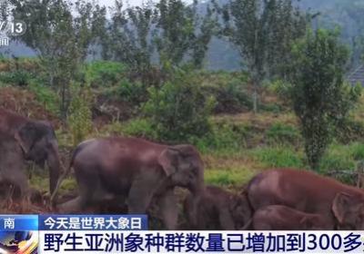 守护自然家园 云南野生亚洲象种群数量已增长到300多头