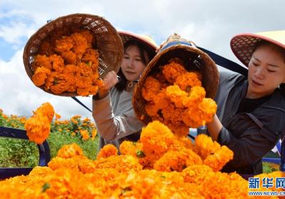 云南：万寿菊花开成海 乡村致富“走花路”