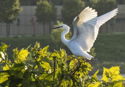 河北遵化：绿树林中白鹭飞