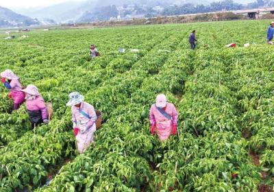 省科协与云南农大推进农民院士科技服务站建设——扎根乡土 倾心服务