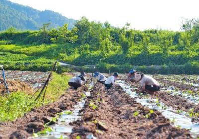 安全度汛 守护民生 | 威信县积极应对渍涝灾害——科学筹划 补栽补种