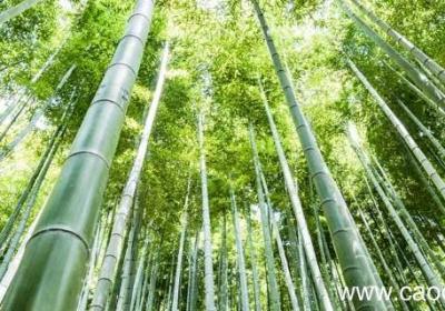 用象征的手法写竹子 用象征的手法写竹子100字