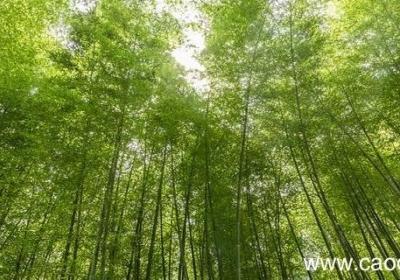 山居秋暝中以动衬静的诗句是 山居秋暝中以动衬静的诗句是哪一句