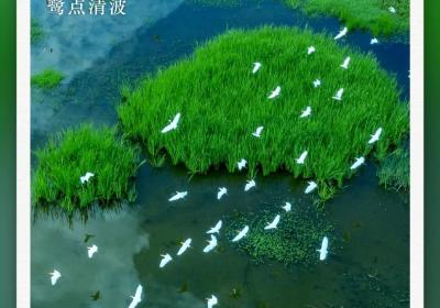 有一种叫云南的生活之365天 | 鹭舞茈碧湖 唯“茈”醉青绿