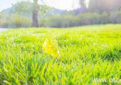 疾风知劲草全诗赏析 疾风知劲草的全诗内容