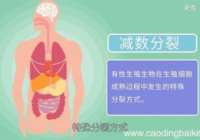 什么是减数分裂 减数分裂是什么