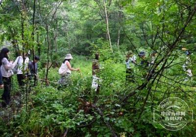 主播吉林行丨人参、松花砚……吉林瑰宝看不完，根本看不完