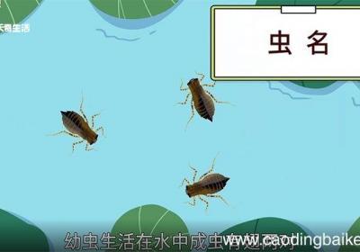 蜉蝣的意思 蜉蝣的解释
