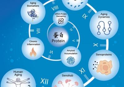 器官衰老有规律吗？科学家揭秘“衰老时间表”