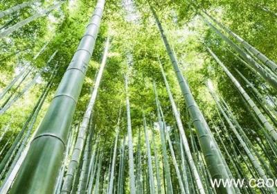 竹林七贤是指哪几位古代文人 竹林七贤是指哪几位古人