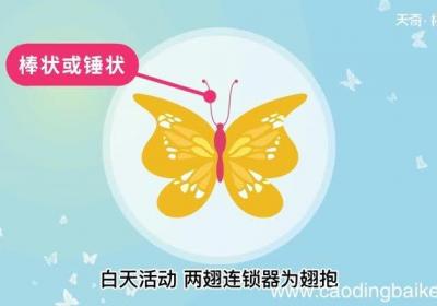 蝴蝶的意思 蝴蝶是什么意思