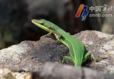宁波首次发现崇安草蜥