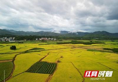 湖南新田：大暑时节双抢忙 多彩田园美如画